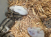 Baby Russian draft hamster boys