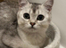 Silver British short hair kitten