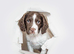 Springer spaniel liver & white puppy’s