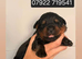Last 4 male rottweiler puppies left kc reg