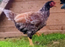 Pair Indian (also called) Cornish Game LARGE FOWL