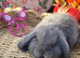 2 French Lop Doe's
