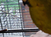 Cock kakariki.