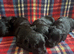 Beautiful Scottie’s