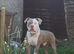 (READY TO VIEW) American Bulldog puppies