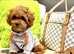 Maltipoo Puppies