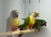 Green cheek conures