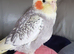 3 young cockatiels