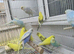 Baby rainbows and pied budgies