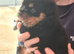 Stunning kc registered German bred rottweiler puppies