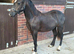 Very Flashy Welsh C Gelding