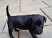 patterdale terriers for sale