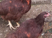 2 quality traditional rhode Island red females