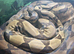 Male and 2 females boas