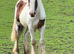 Lovely big yearling gelding