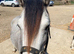 Section a colt