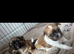 Beautiful Shih Tzu Girls Looking for Their Forever Homes
