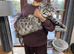 Pure breed main coon male