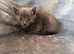 Lovery friendly kittens looking for there new homes