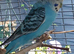 baby budgie and cage