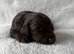 Beautiful cockapoo babies