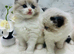 Full pedigree registered Ragdoll kittens