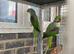 Alexandrine