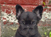 Unique french bulldog pups all priced differently