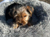 Yorkshire terriers