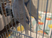 Available Baby Budgie 1 x 10 week old looking like a HEN now purple and white clearwing £30