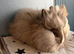 2 x Teddydwerg bunnies Does Bonded