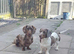 Dachshund female Piebald