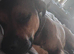 Jeff 4 year old Staffie cross