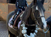 Beautiful 12.1HH gelding