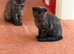 1 Full Pedigree Scottish Fold Girl is Still Available