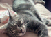 Maine coon boy cross