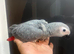 HandReared Friendly Super Tame Cuddly African Grey Parrot,19