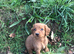 Kc cocker spaniel puppies