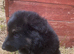 Pure bred German shepherd puppy’s