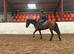 Marz for sale beautiful Irish sport horse