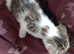 White and tabby kittens