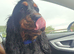 Ralphy KC Registered Show Cocker Spaniel