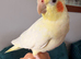Heartbreaking Sale – Three Beautiful Hand-Tame Cockatiels Looking for Loving Forever Homes
