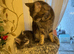 Maine coon kittens for sale