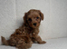 Adorable F1BB teddy bear cockapoos