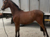 Show pony yearling colt