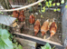 8 x in lay 6 month old lohman brown/isa brown/ commercial brown laying hens