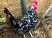 POINT OF LAY HENS - VARIOUS BREEDS - READY NOW