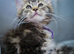 Reduced to £650 pure bred Mainecoon kittens 2 left