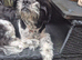 Female shi tzu